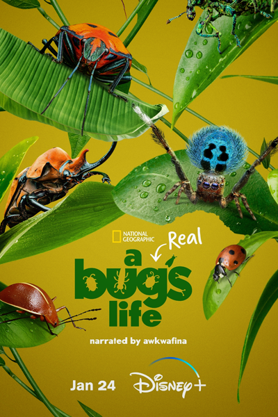 A Real Bug's Life - Season 1 (2024) - StreamingGuide.ca