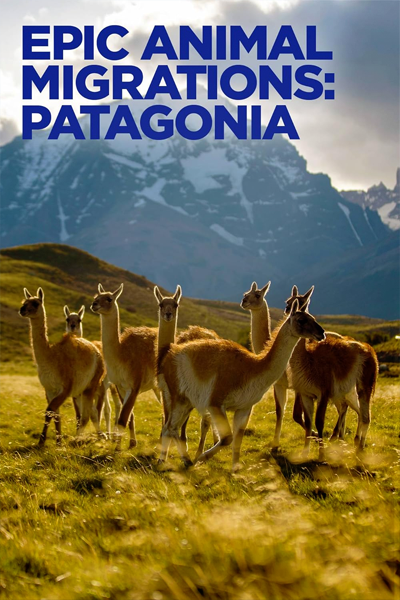 Epic Animal Migrations: Patagonia (2023) - StreamingGuide.ca