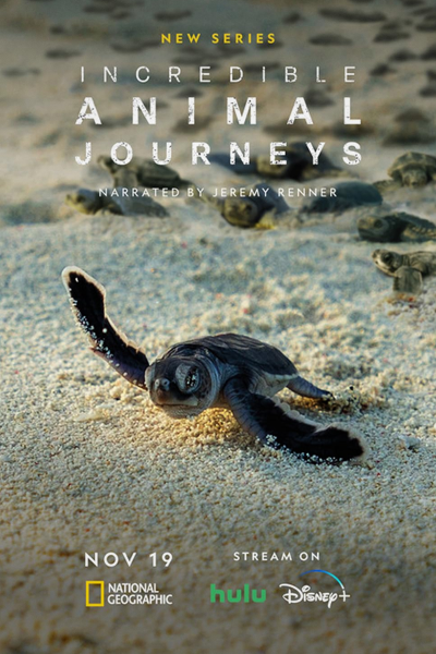 Incredible Animal Journeys - Season 1 (2023) - StreamingGuide.ca